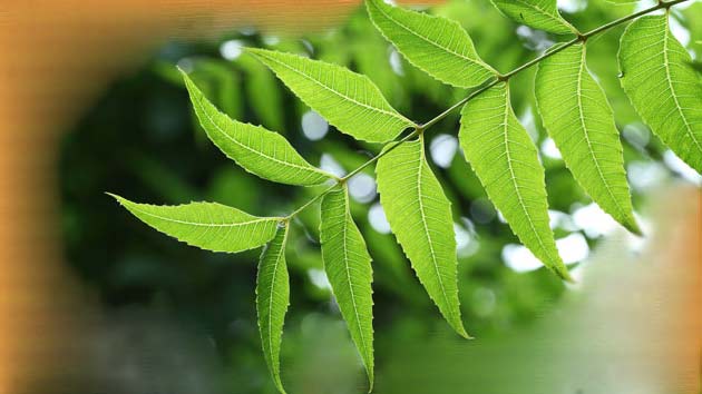 Neem Benefits in Hindi